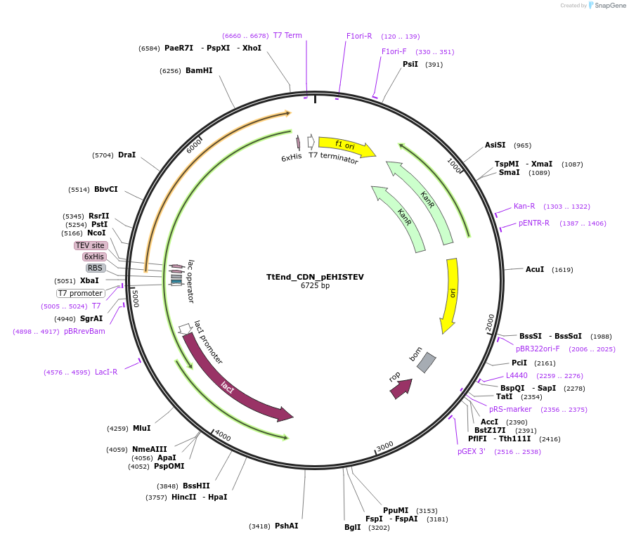 179738-plasmid-map-sequence-id-357156