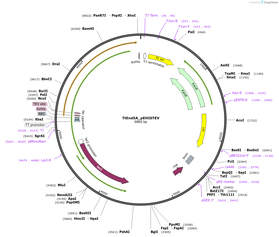 179732-plasmid-map-sequence-id-357162