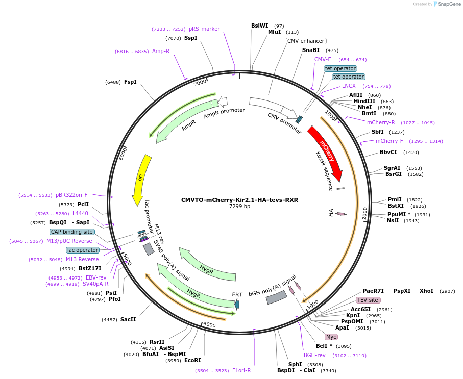 179704-plasmid-map-sequence-id-357163