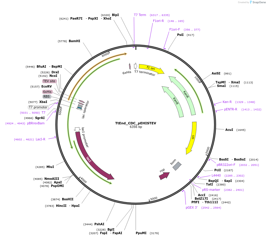 179736-plasmid-map-sequence-id-357165