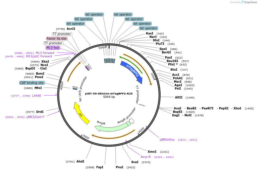 179900-plasmid-map-sequence-id-357179