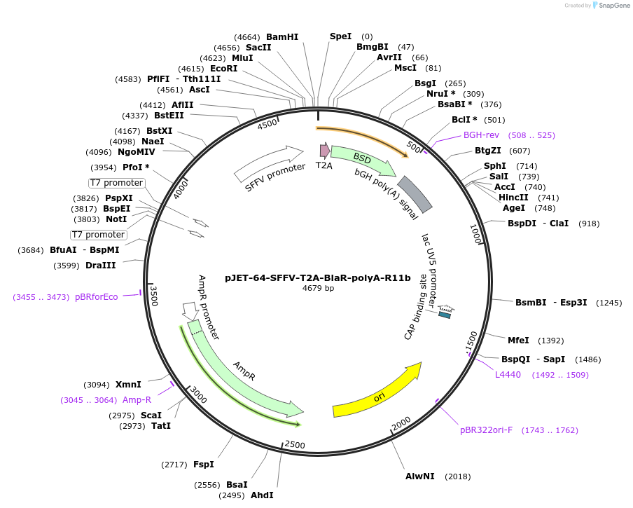 179895-plasmid-map-sequence-id-357187