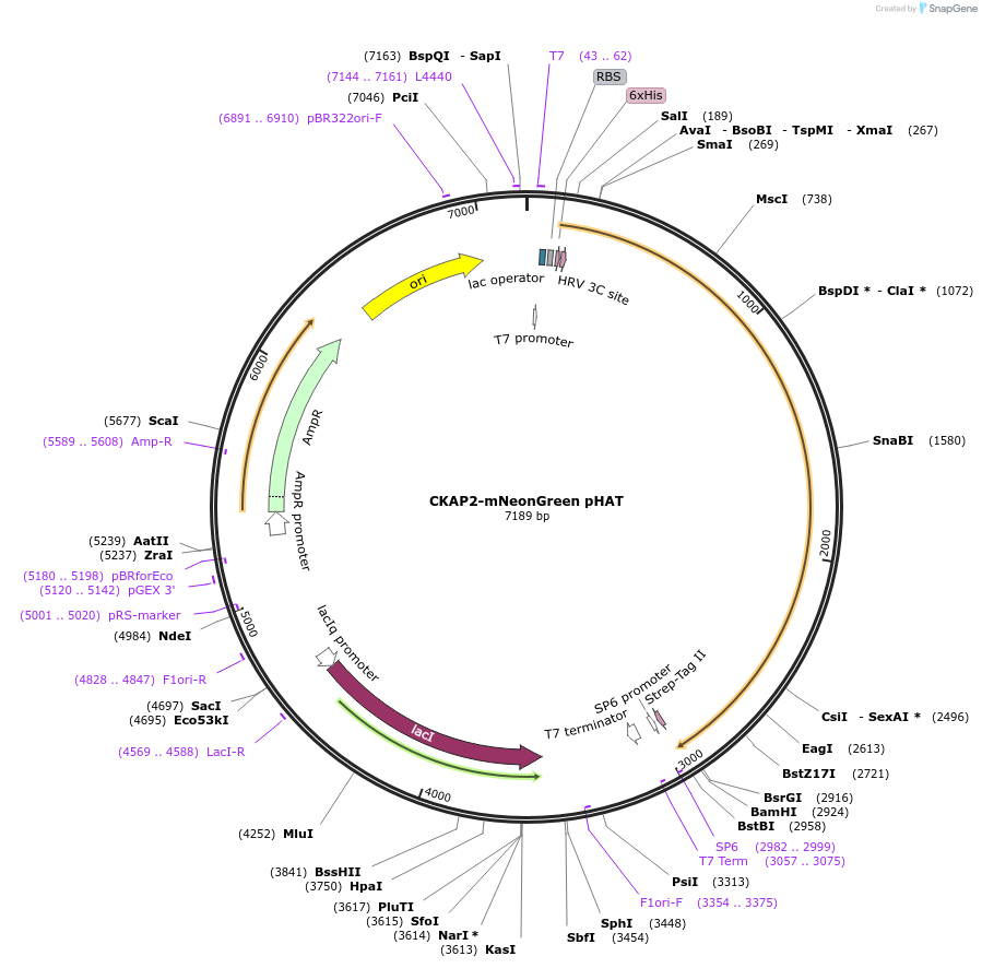 175947-plasmid-map-sequence-id-357188