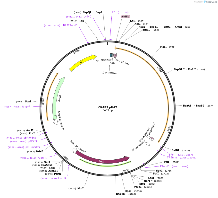 175946-plasmid-map-sequence-id-357189