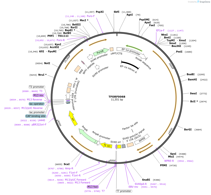 142444-plasmid-map-sequence-id-357192