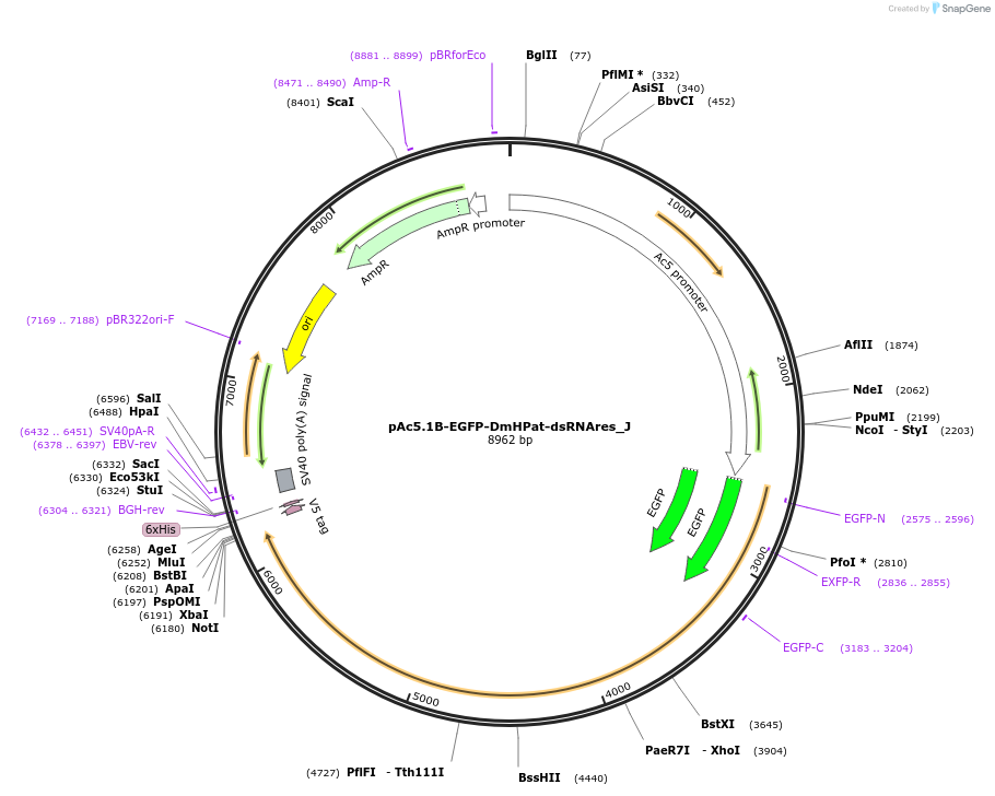 146692-plasmid-map-sequence-id-357193