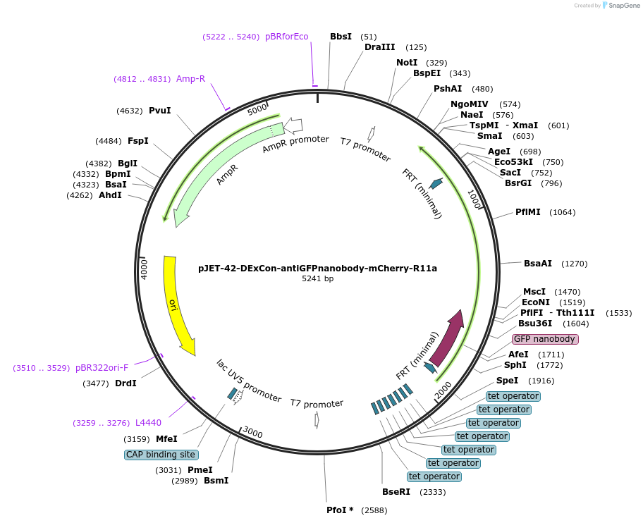 179902-plasmid-map-sequence-id-357194