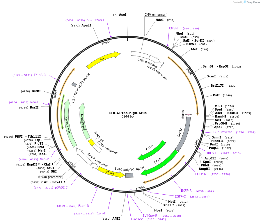 180251-plasmid-map-sequence-id-357196