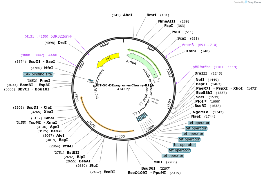 179904-plasmid-map-sequence-id-357197