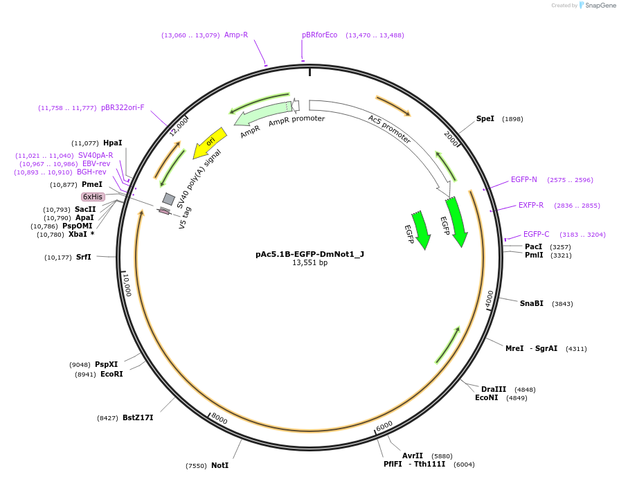 146709-plasmid-map-sequence-id-357200