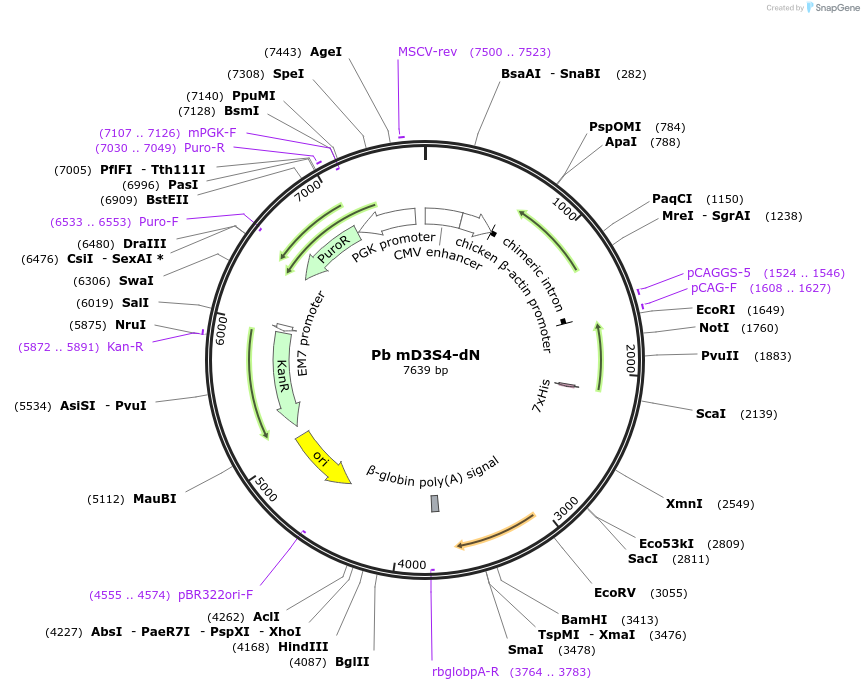 180252-plasmid-map-sequence-id-357204