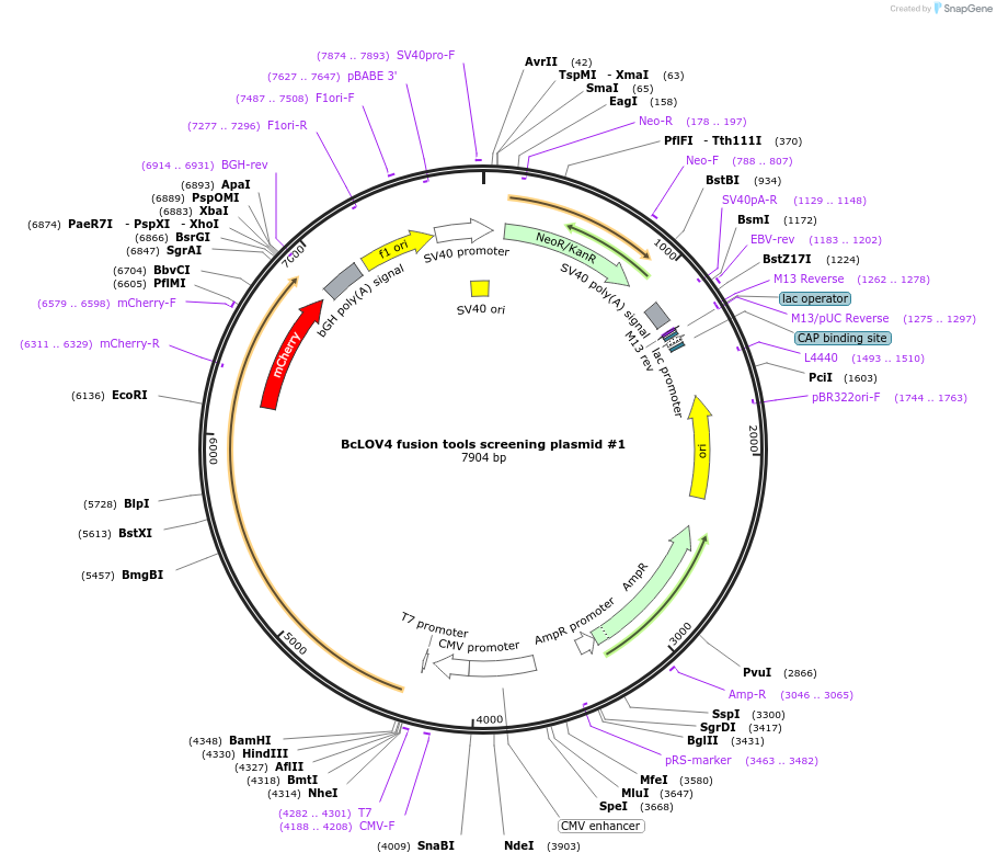 174511-plasmid-map-sequence-id-357205