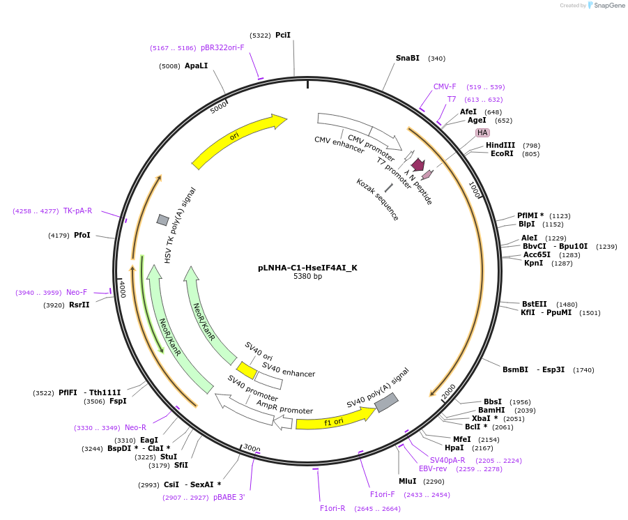 146731-plasmid-map-sequence-id-357210