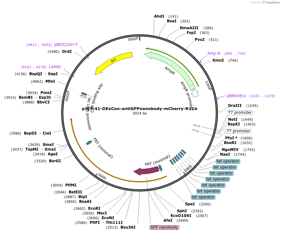 179901-plasmid-map-sequence-id-357220