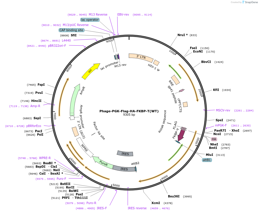 181734-plasmid-map-sequence-id-357221