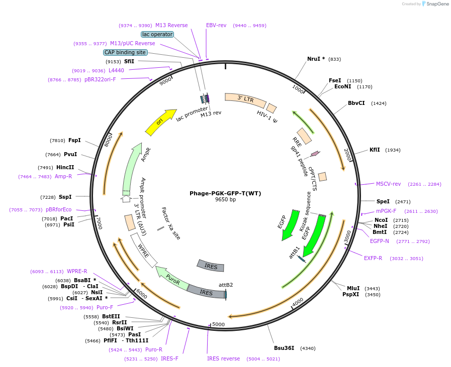 181736-plasmid-map-sequence-id-357223