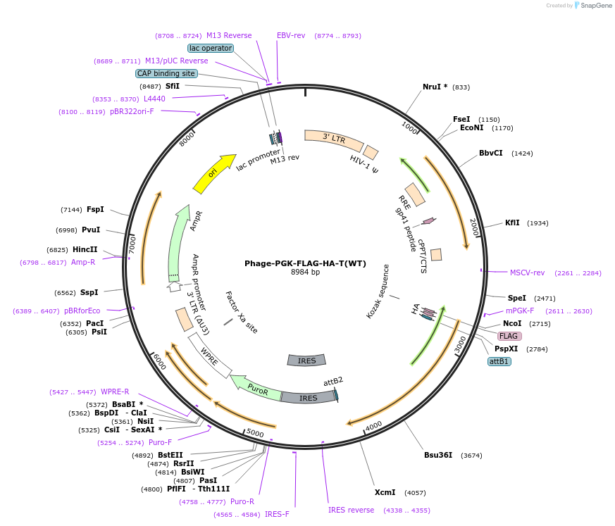 181737-plasmid-map-sequence-id-357225