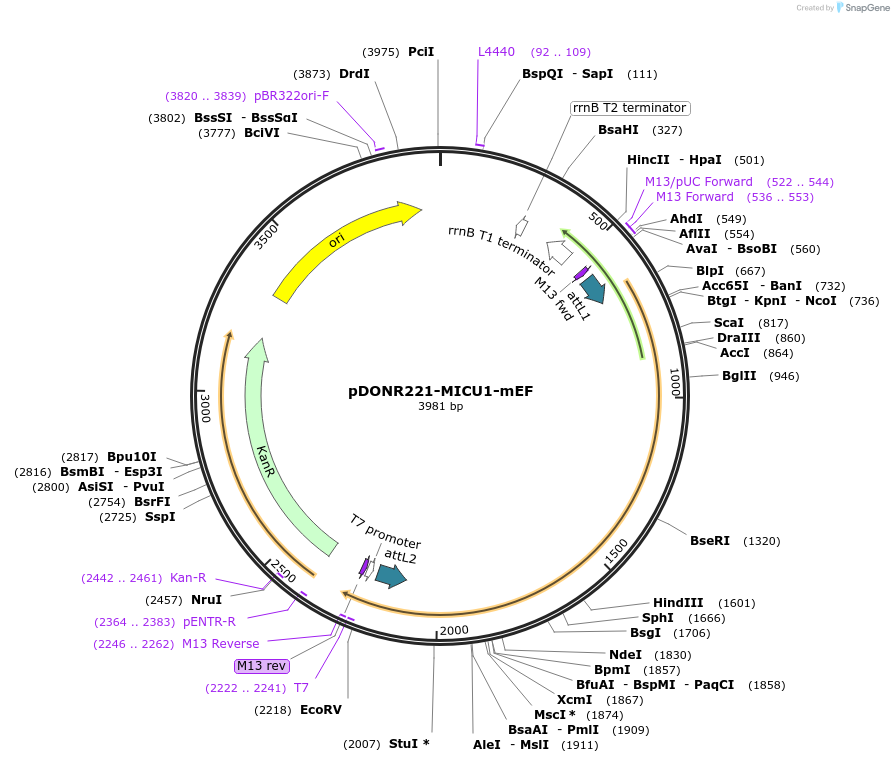 31765-plasmid-map-sequence-id-35724