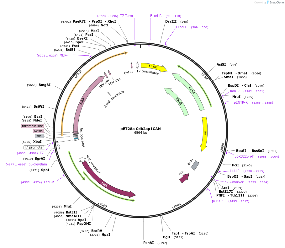 178032-plasmid-map-sequence-id-357252