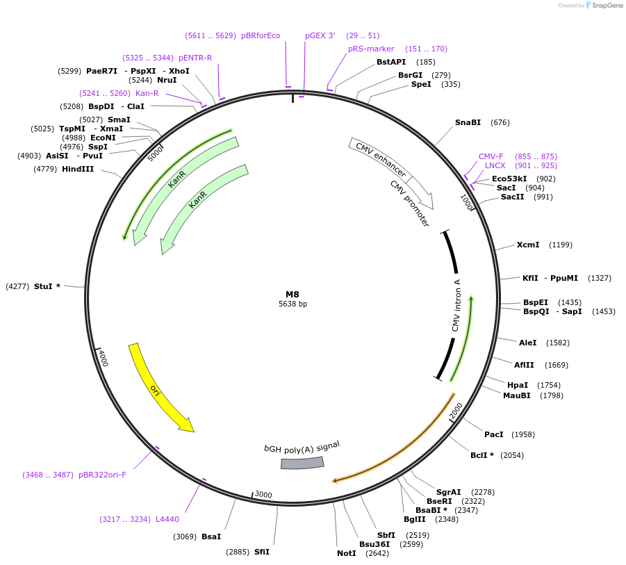 180253-plasmid-map-sequence-id-357261