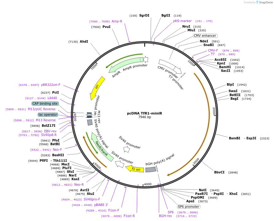 181986-plasmid-map-sequence-id-357263
