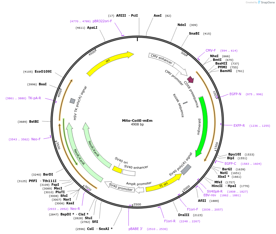 181994-plasmid-map-sequence-id-357266