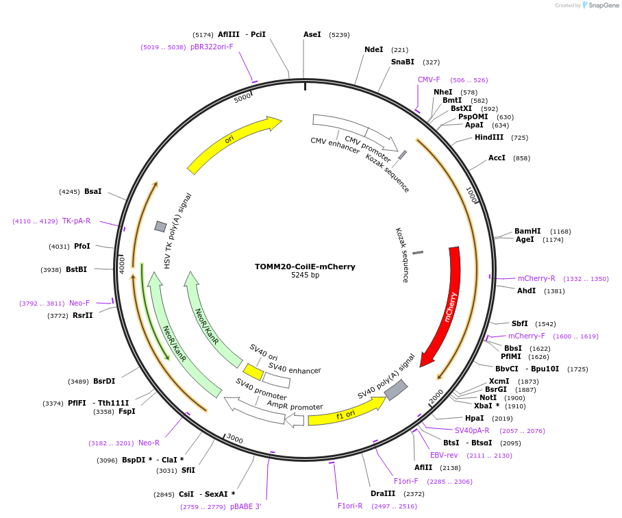 181995-plasmid-map-sequence-id-357269