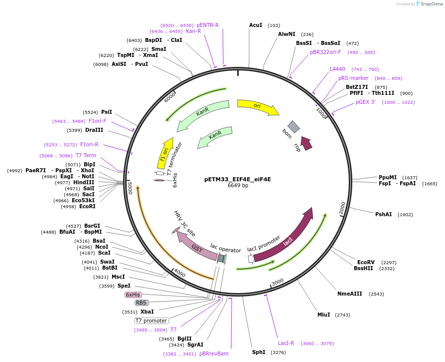 178474-plasmid-map-sequence-id-357281
