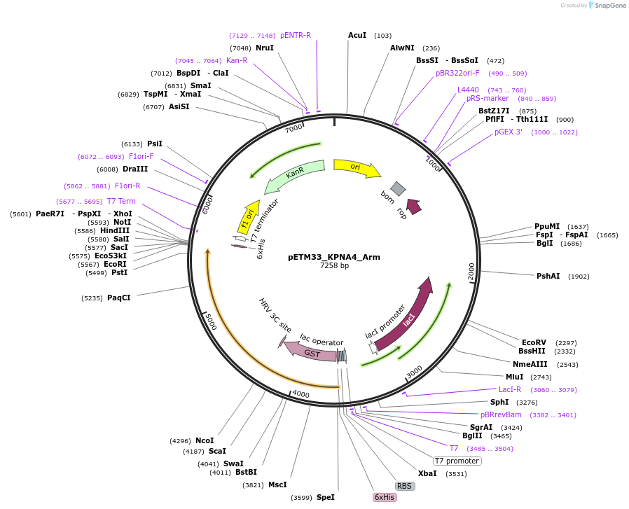 178495-plasmid-map-sequence-id-357287
