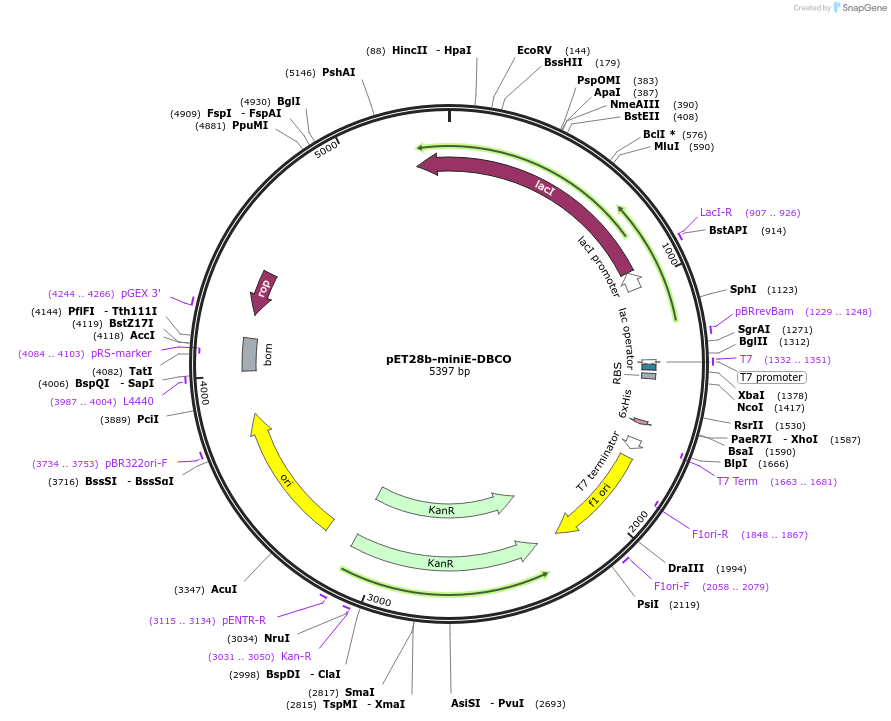 181985-plasmid-map-sequence-id-357290