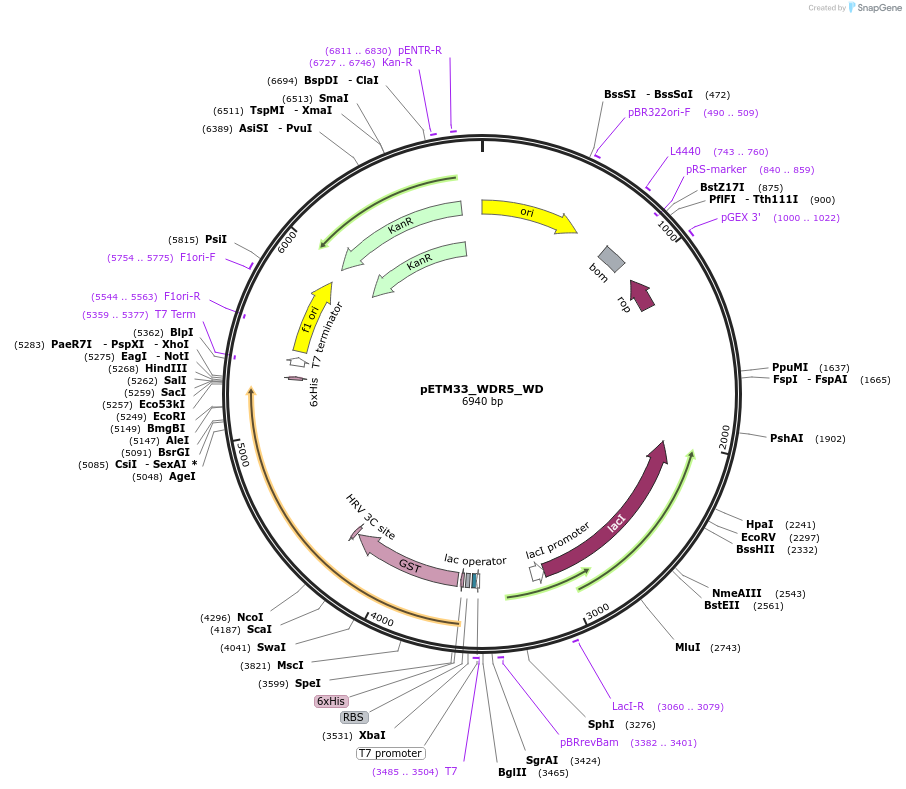 178491-plasmid-map-sequence-id-357291