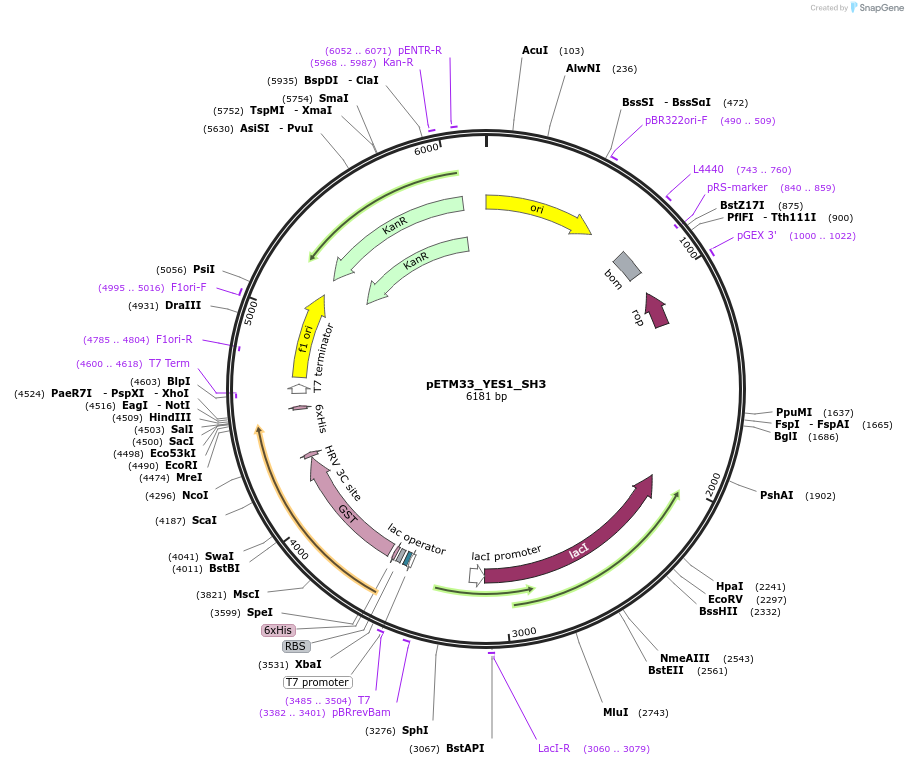 178492-plasmid-map-sequence-id-357294