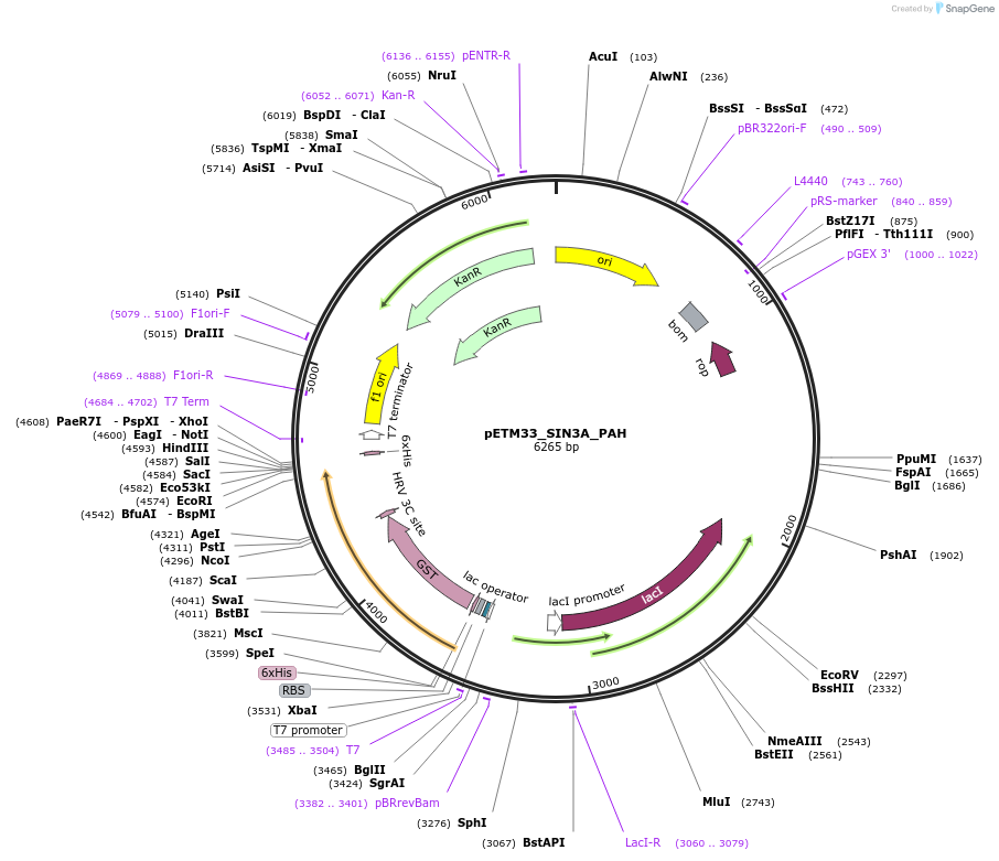 178486-plasmid-map-sequence-id-357295