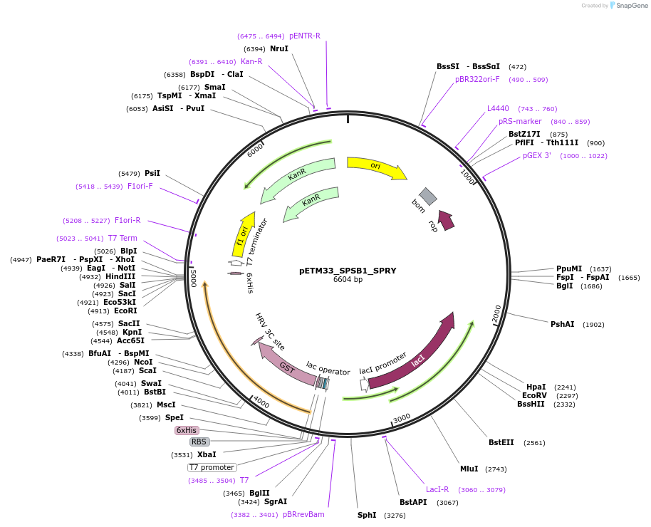 178487-plasmid-map-sequence-id-357300