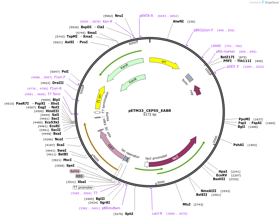 178469-plasmid-map-sequence-id-357302