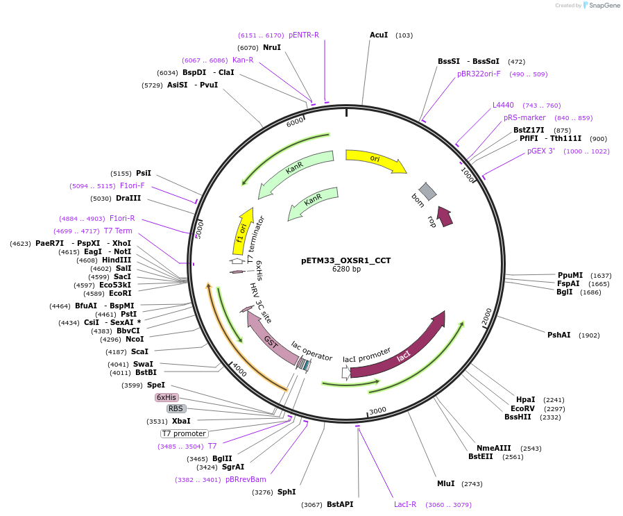 178482-plasmid-map-sequence-id-357310