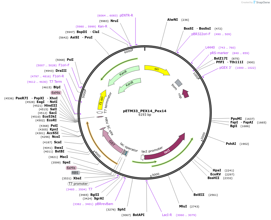 178484-plasmid-map-sequence-id-357312
