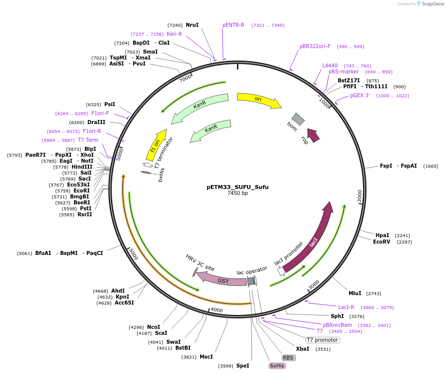178488-plasmid-map-sequence-id-357316