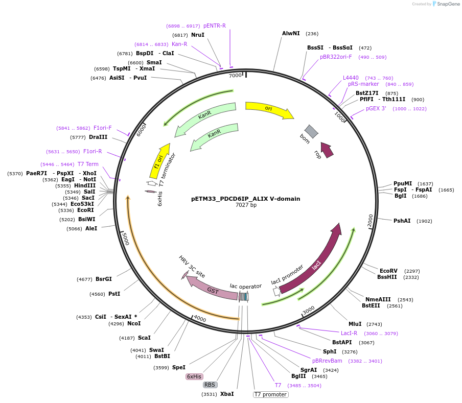 178483-plasmid-map-sequence-id-357318