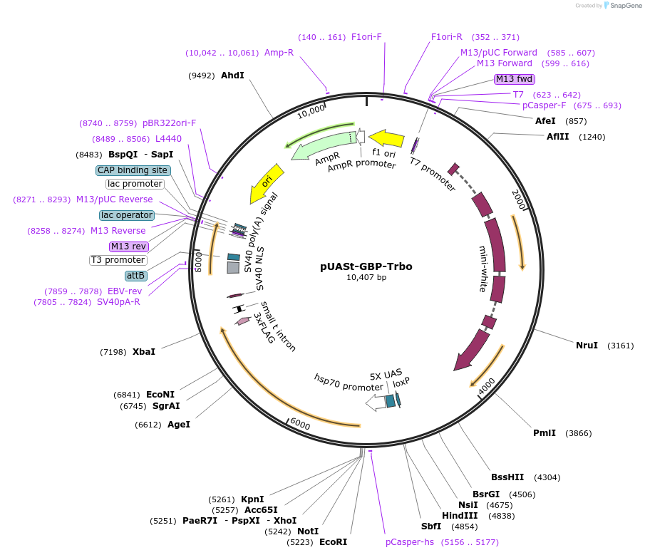 179996-plasmid-map-sequence-id-357334