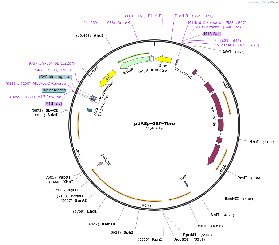 179995-plasmid-map-sequence-id-357336
