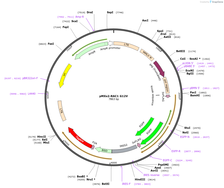 86139-plasmid-map-sequence-id-357349