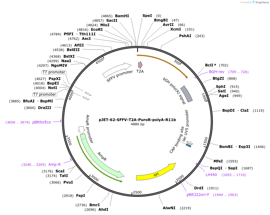 179893-plasmid-map-sequence-id-357407