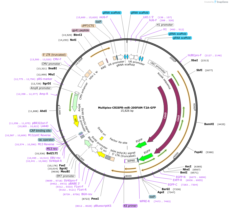 179856-plasmid-map-sequence-id-357409