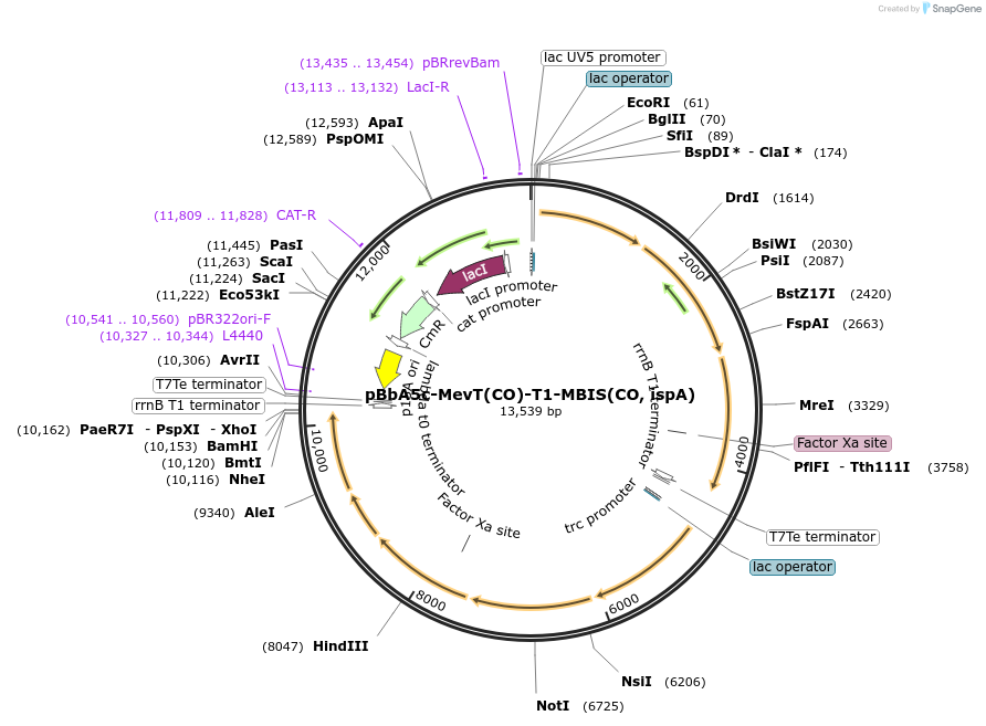 35152-plasmid-map-sequence-id-357410