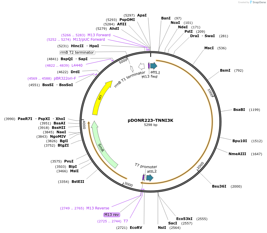 23469-plasmid-map-sequence-id-357423