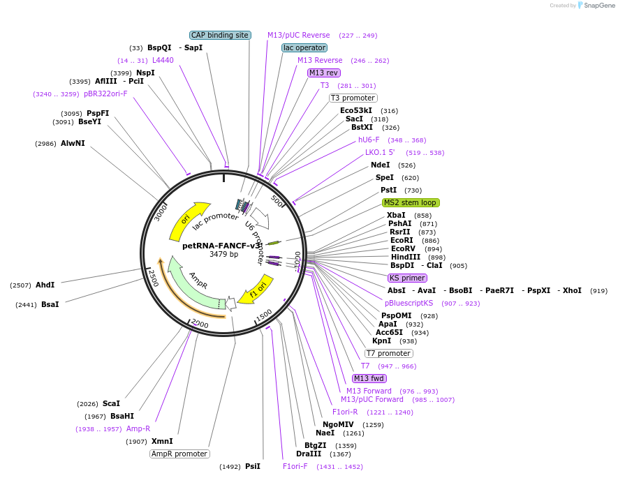 181803-plasmid-map-sequence-id-357442