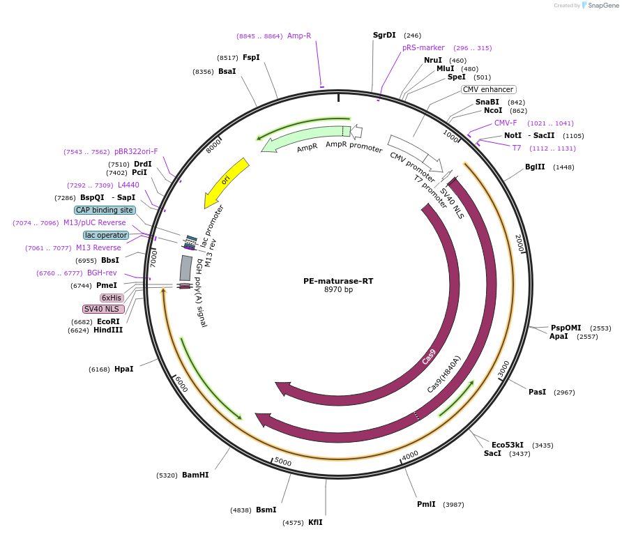 181807-plasmid-map-sequence-id-357446