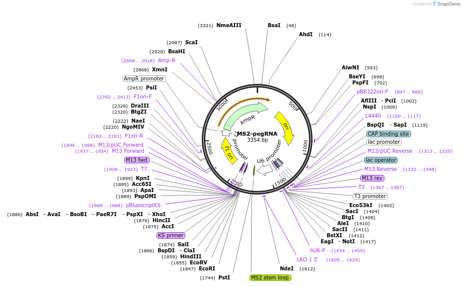181811-plasmid-map-sequence-id-357447
