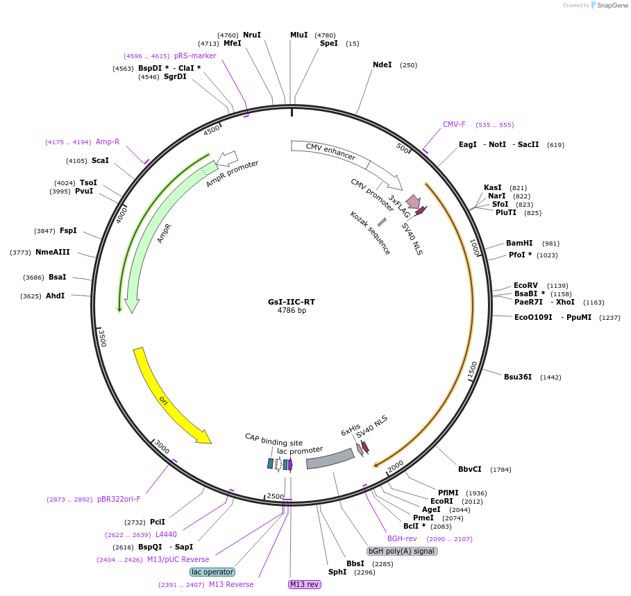 181806-plasmid-map-sequence-id-357449